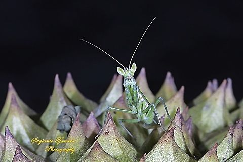 Flower mantis - Creobroter Sp  Geotagged,Indonesia,Spring