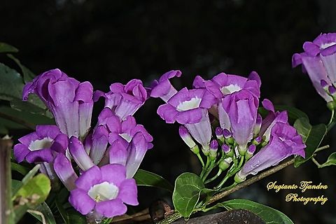 Garlic Vine, Mansoa alliacea (Pseudocalymna alliaceum)  Geotagged,Indonesia,Mansoa alliacea,Spring