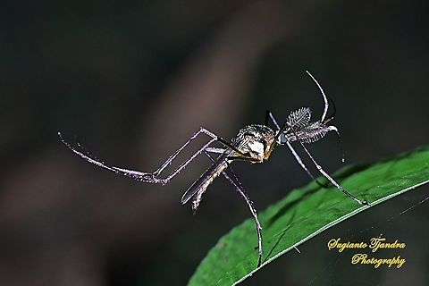 Garden Mosquito  Geotagged,Indonesia,Spring