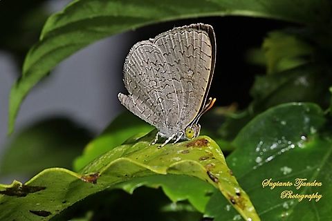 Apefly butterfly - Spalgis epius  Apefly,Geotagged,Indonesia,Spalgis epeus,Spring
