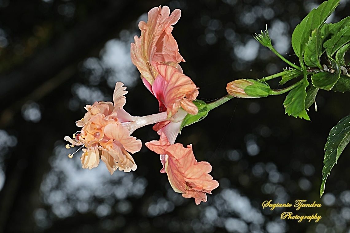 Hibiscus flower  Geotagged,Indonesia,Spring
