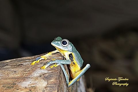 Wallace's flying frog  Geotagged,Indonesia,Rhacophorus nigropalmatus,Summer,Wallace's Flying Frog