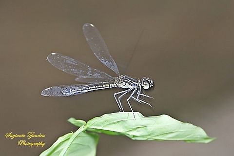 Jewel damselfly/Rhinocypha fenestrata, family Chlorocyphidae  Geotagged,Indonesia,Rhinocypha Fenestrata,Rhinocypha fenestrata,Summer