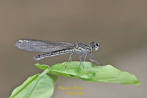 Jewel damselfly/Rhinocypha fenestrata, family Chlorocyphidae  Geotagged,Indonesia,Rhinocypha Fenestrata,Rhinocypha fenestrata,Summer