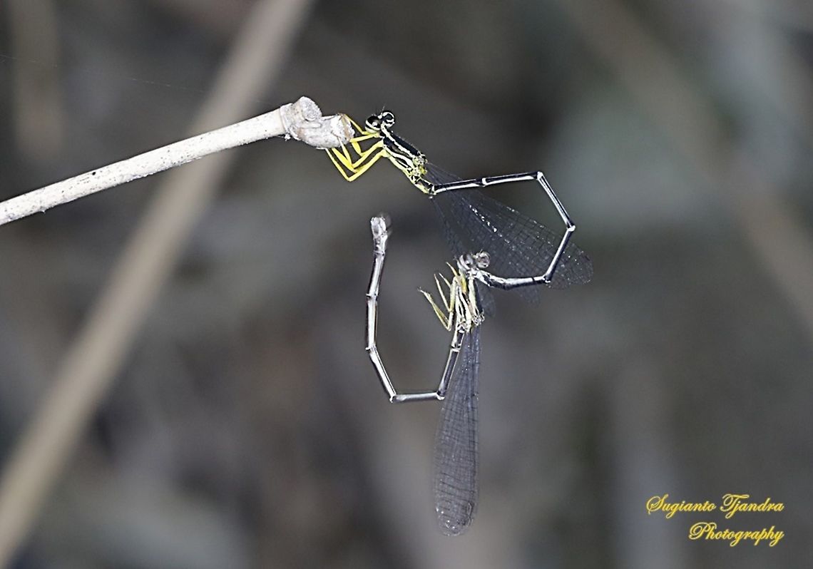 Yellow Bush Dart, Copera marginipes Sp, family of Platycnemididae - "Mating"  Copera marginipes,Geotagged,Indonesia,Summer,Yellow bush dart