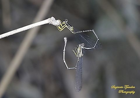 Yellow Bush Dart, Copera marginipes Sp, family of Platycnemididae - "Mating"  Copera marginipes,Geotagged,Indonesia,Summer,Yellow bush dart