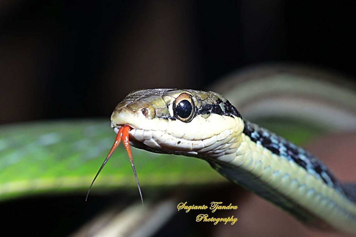Ular Tambang, Painted bronzeback, Dendrelaphis pictus  Dendrelaphis pictus,Geotagged,Indonesia,Painted Bronzeback,Summer