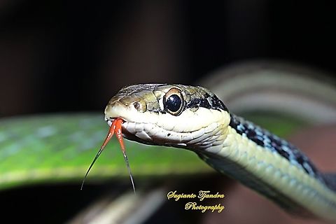 Ular Tambang, Painted bronzeback, Dendrelaphis pictus  Dendrelaphis pictus,Geotagged,Indonesia,Painted Bronzeback,Summer