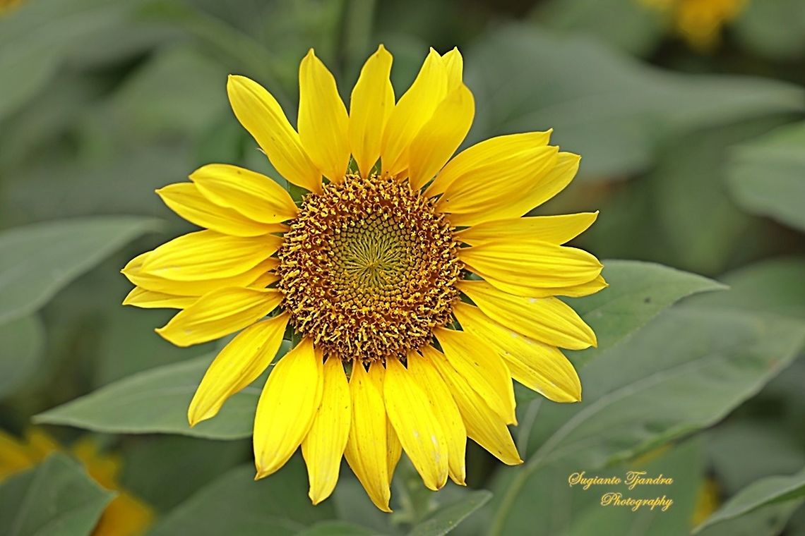Common Sunflower, Helianthus annuus  Common sunflower,Geotagged,Helianthus annuus,Indonesia,Spring