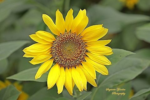 Common Sunflower, Helianthus annuus  Common sunflower,Geotagged,Helianthus annuus,Indonesia,Spring