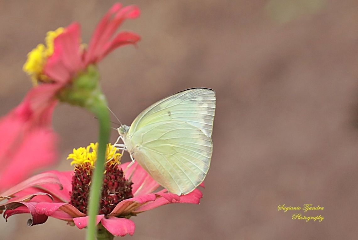 Catopsilia pomona pomona (Lemon Emigrant)  Catopsilia pomona,Geotagged,Indonesia,Lemon Emigrant,Spring