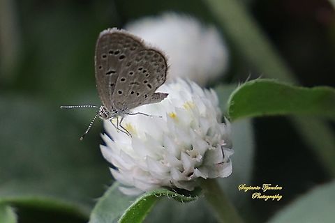 Pale Grass Blue, Zizeeria maha serica  Geotagged,Indonesia,Pale grass blue,Pseudozizeeria maha,Spring