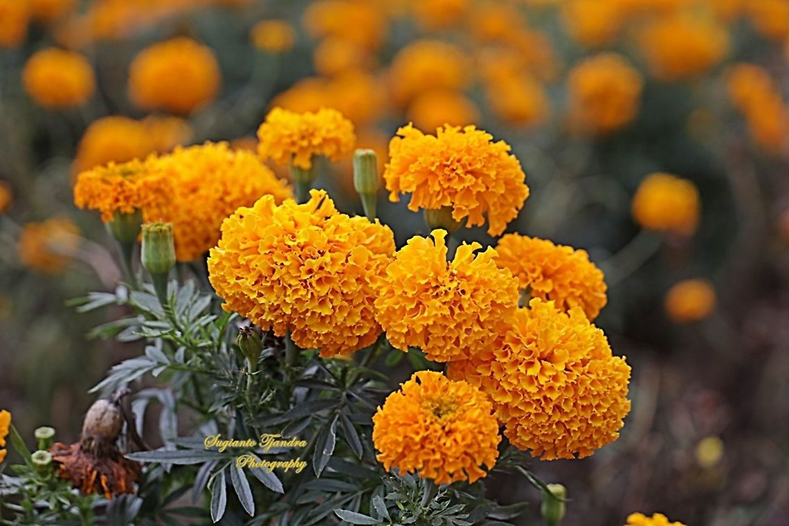 Tagetes erecta 'Giant Orange', Marigold  Geotagged,Indonesia,Mexican marigold,Spring,Tagetes erecta