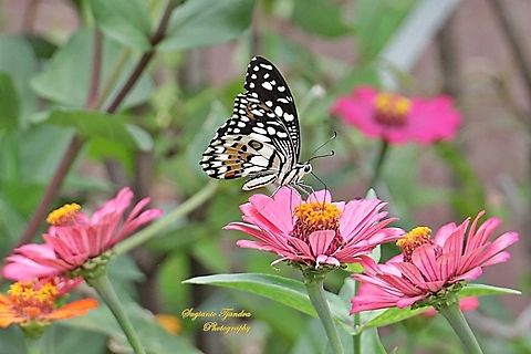 Common Lime butterfly (Papilio demoleus)  Common Lime Butterfly,Geotagged,Indonesia,Papilio demoleus,Spring