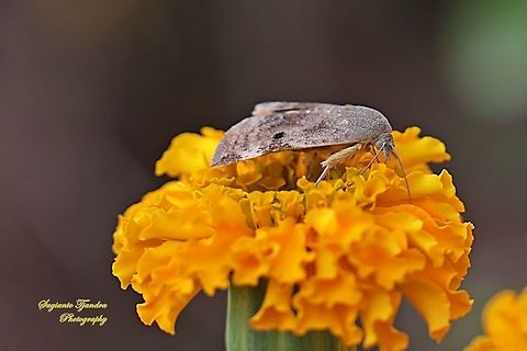 Moth (unknown ID/Species???)  Geotagged,Indonesia,Spring