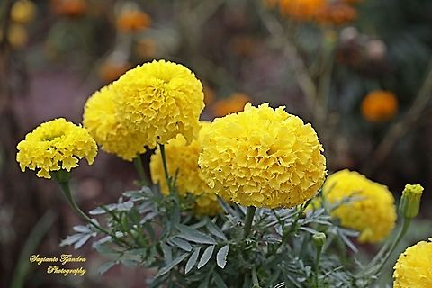 Tagetes erecta 'Giant Yellow', Marigold  Geotagged,Indonesia,Mexican marigold,Spring,Tagetes erecta
