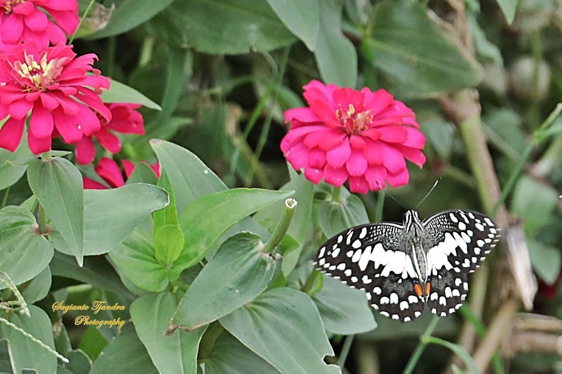 Common Lime butterfly (Papilio demoleus) - "Hovering"  Common Lime Butterfly,Geotagged,Indonesia,Papilio demoleus,Spring