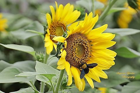 Black Gold Carpenter Bee, Xylocopa confusa  Geotagged,Indonesia,Spring,Xylocopa confusa