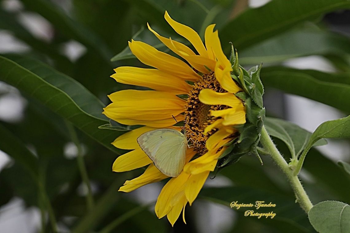 Catopsilia pomona pomona (Lemon Emigrant) butterfly  Catopsilia pomona,Geotagged,Indonesia,Lemon Emigrant,Spring