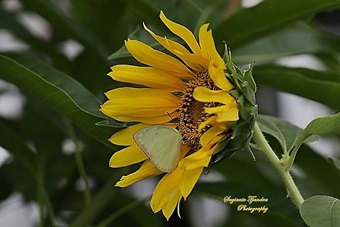 Catopsilia pomona pomona (Lemon Emigrant) butterfly  Catopsilia pomona,Geotagged,Indonesia,Lemon Emigrant,Spring