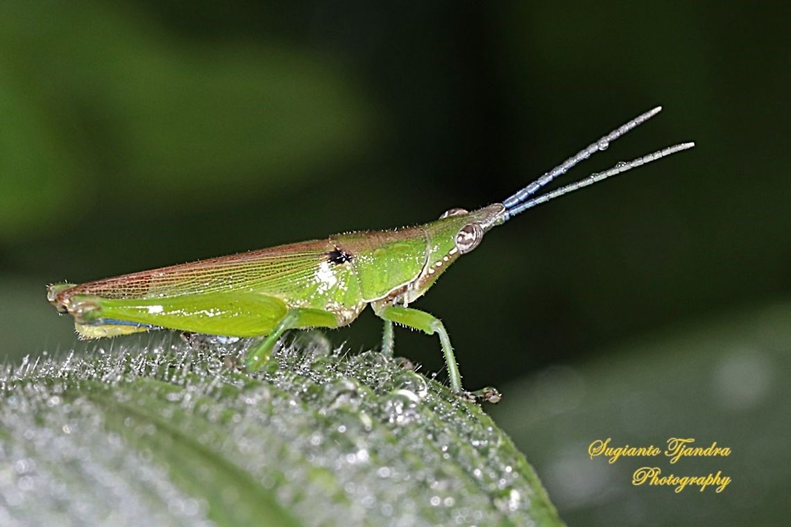Vegetable grasshopper-Atractomorpha similis Sp.  Atractomorpha similis,Geotagged,Indonesia,Summer