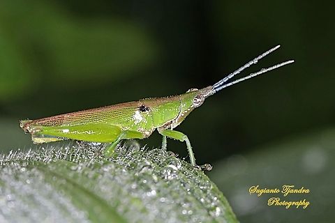 Vegetable grasshopper-Atractomorpha similis Sp.  Atractomorpha similis,Geotagged,Indonesia,Summer