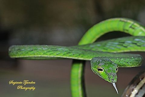 Green vine snake, Ahaetulla nasuta  Ahaetulla nasuta,Geotagged,Green vine snake,Indonesia,Summer
