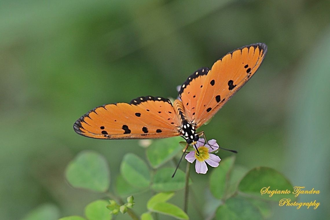 Tawny Coster Butterfly, Acraea terpsicore Linnaeus  Acraea terpsicore,Geotagged,Indonesia,Summer,Tawny Coster