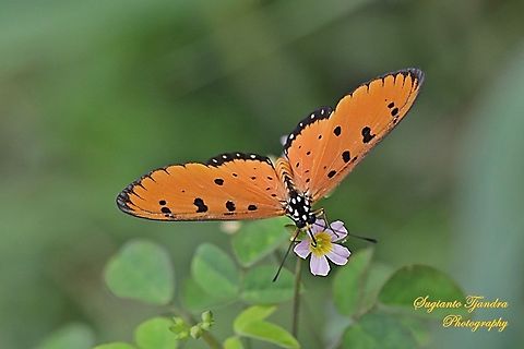 Tawny Coster Butterfly, Acraea terpsicore Linnaeus  Acraea terpsicore,Geotagged,Indonesia,Summer,Tawny Coster