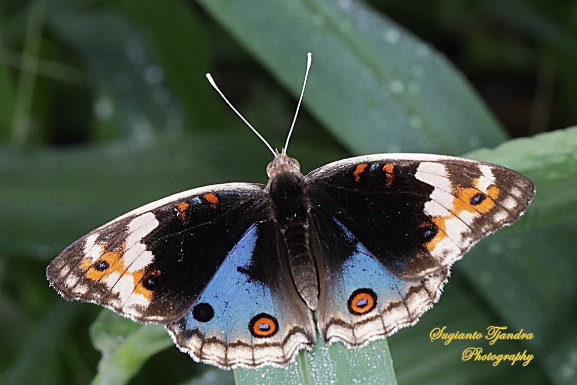 Blue Pansy Butterfly (Junonia orithya) - male upperside  Geotagged,Indonesia,Junonia orithya,Summer