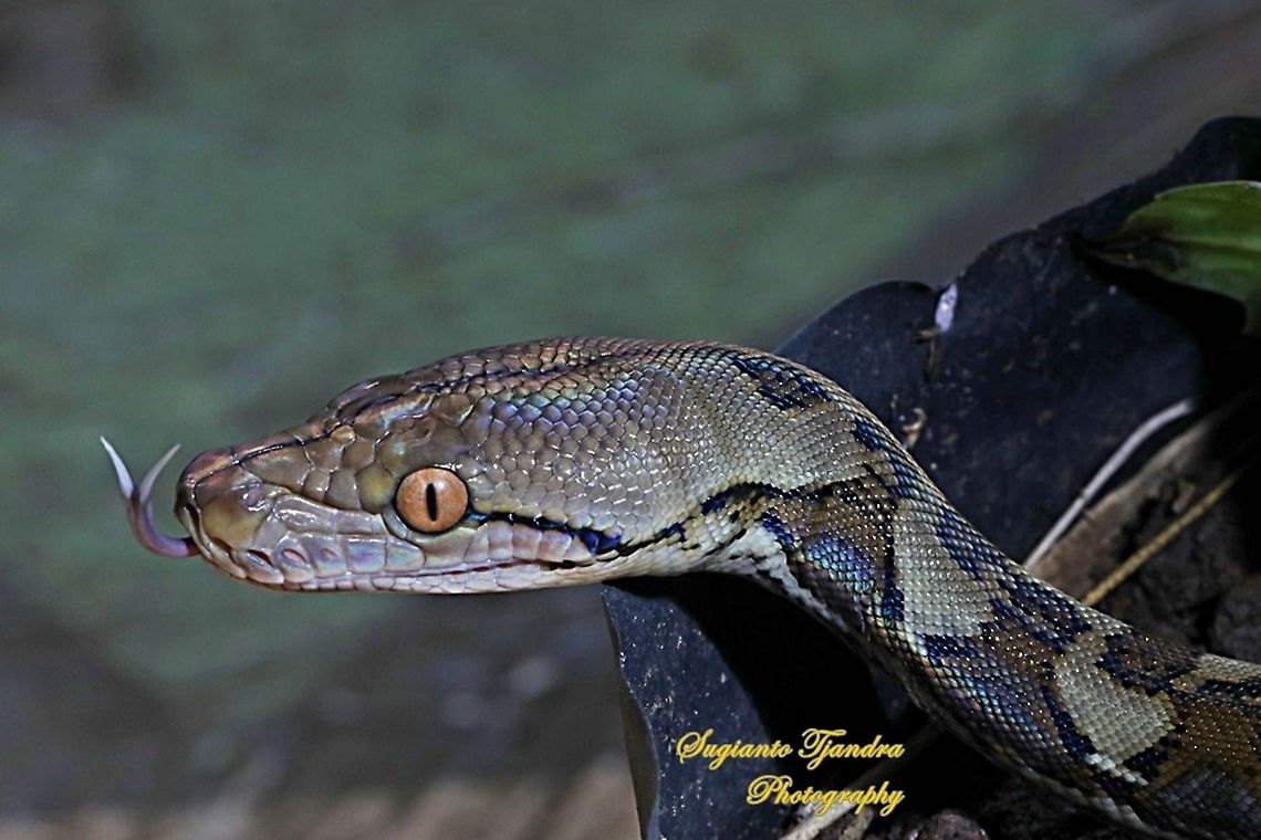 Reticulated python  Geotagged,Indonesia,Malayopython reticulatus,Python reticulatus,Reticulated python,Summer
