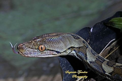 Reticulated python  Geotagged,Indonesia,Malayopython reticulatus,Python reticulatus,Reticulated python,Summer