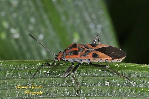 Milkweed Bug, Spilostethus hospes  Geotagged,Indonesia,Spilostethus hospes,Summer
