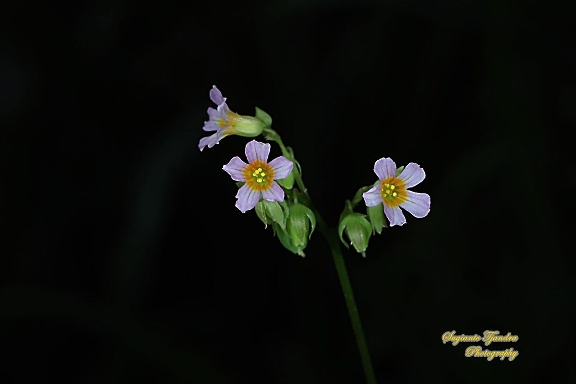 Pink flower of weeds (unknown ID)  Geotagged,Indonesia,Summer