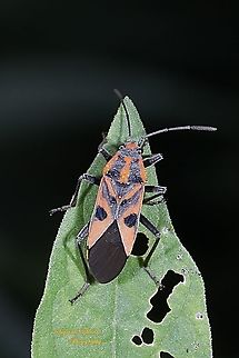 Milkweed Bug, Spilostethus hospes  Geotagged,Indonesia,Spilostethus hospes,Summer