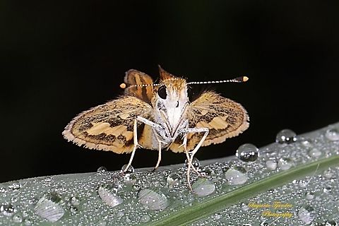 Skipper Butterfly - The Lesser Dart (Potanthus omaha)  Geotagged,Indonesia,Summer
