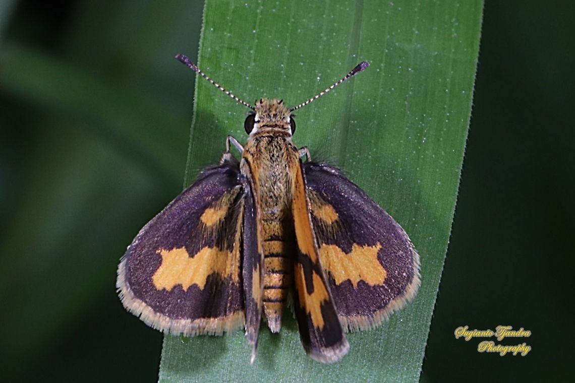 Skipper Butterfly - The Lesser Dart (Potanthus omaha)  Geotagged,Indonesia,Lesser dart,Potanthus omaha,Summer