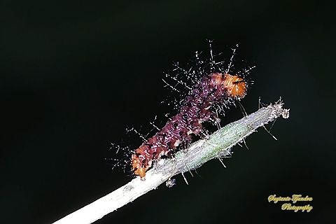 Tawny Coster Caterpillar  Acraea terpsicore,Geotagged,Indonesia,Summer,Tawny Coster