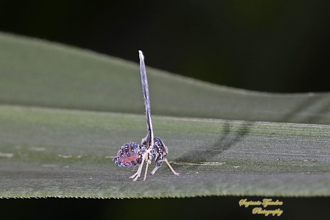 Derbid Planthopper, Derbidae  Geotagged,Indonesia,Summer