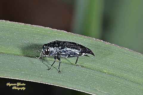 Emerald Ash Borer Beetle (Agrilus planipennis)  Geotagged,Indonesia,Spring