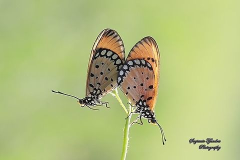 Tawny Coster Butterfly, Acraea terpsicore Linnaeus "Mating"  Acraea terpsicore,Geotagged,Indonesia,Summer,Tawny Coster