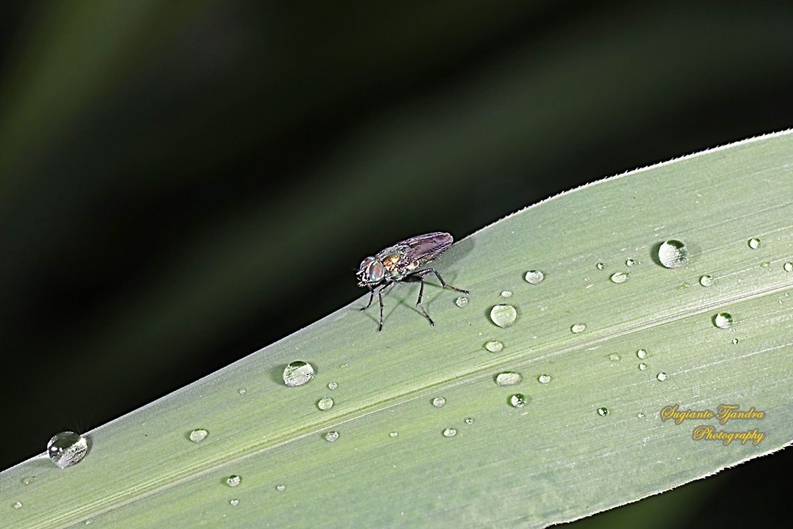 Undefined Fly  Geotagged,Indonesia,Summer