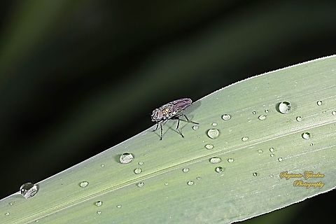 Undefined Fly  Geotagged,Indonesia,Summer