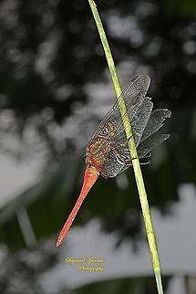Red Dragonfly, Scarlet skimmer (Orthetrum testaceum testaceum)  Geotagged,Indonesia,Orthetrum testaceum,Summer
