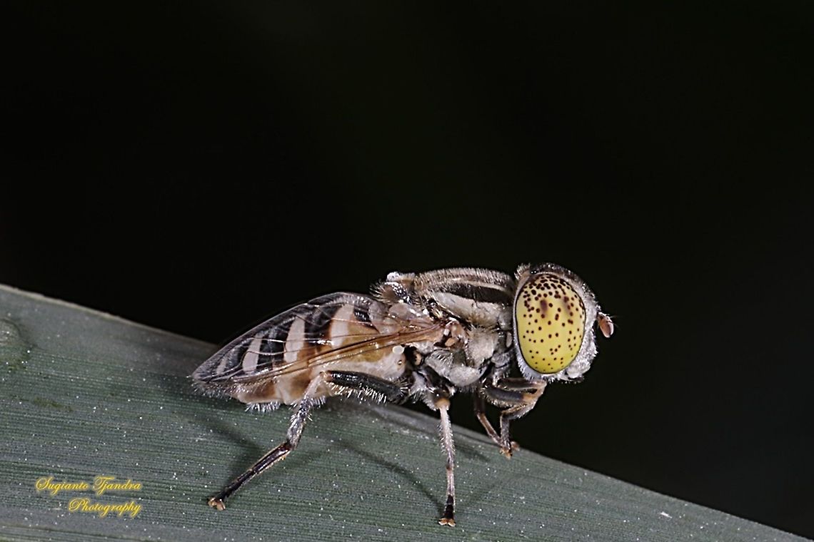 Big headed hoverfly, Eristalinus megacephalus  Eristalinus megacephalus,Geotagged,Indonesia