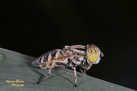 Big headed hoverfly, Eristalinus megacephalus  Eristalinus megacephalus,Geotagged,Indonesia