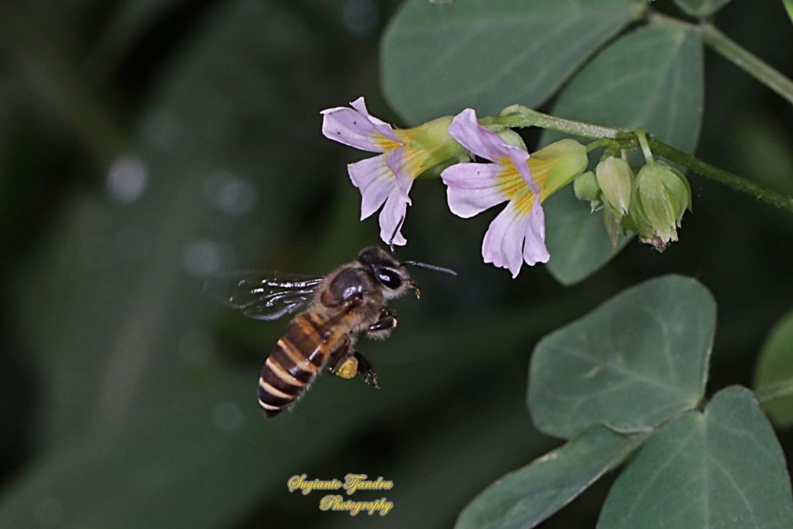 Honey Bee  Geotagged,Indonesia,Summer