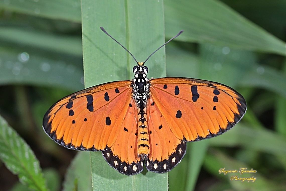 Tawny Coster Butterfly, Acraea terpsicore Linnaeus Upperside, Male  Acraea terpsicore,Geotagged,Indonesia,Summer,Tawny Coster