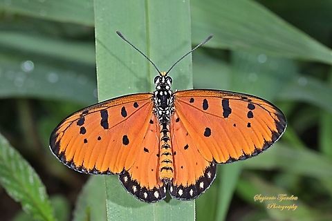Tawny Coster Butterfly, Acraea terpsicore Linnaeus Upperside, Male  Acraea terpsicore,Geotagged,Indonesia,Summer,Tawny Coster
