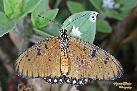 Tawny Coster Butterfly, Acraea terpsicore Linnaeus Upperside, Female  Acraea terpsicore,Geotagged,Indonesia,Summer,Tawny Coster